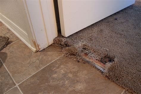 Carpet repair mosquito creek Hire the Best Mosquito Exterminators in Oak Creek, WI on HomeAdvisor